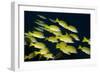 Medium Shoal or School of Blue Striped Snapper (Lutjanus Kasmira)-Mark Doherty-Framed Photographic Print