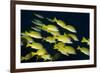 Medium Shoal or School of Blue Striped Snapper (Lutjanus Kasmira)-Mark Doherty-Framed Photographic Print