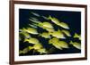 Medium Shoal or School of Blue Striped Snapper (Lutjanus Kasmira)-Mark Doherty-Framed Photographic Print