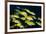 Medium Shoal or School of Blue Striped Snapper (Lutjanus Kasmira)-Mark Doherty-Framed Photographic Print