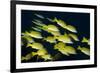 Medium Shoal or School of Blue Striped Snapper (Lutjanus Kasmira)-Mark Doherty-Framed Photographic Print