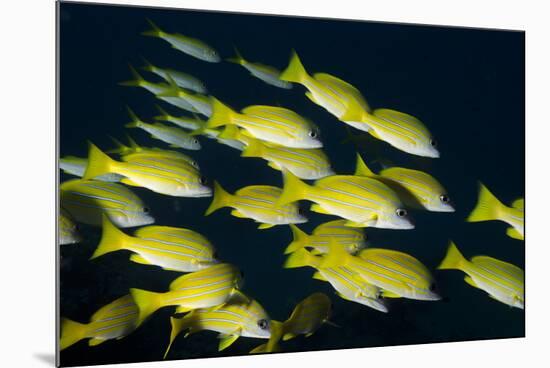 Medium Shoal or School of Blue Striped Snapper (Lutjanus Kasmira)-Mark Doherty-Mounted Photographic Print