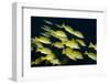 Medium Shoal or School of Blue Striped Snapper (Lutjanus Kasmira)-Mark Doherty-Framed Photographic Print