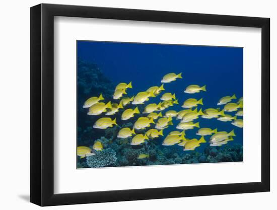 Medium Shoal or School of Blue Striped Snapper (Lutjanus Kasmira)-Mark Doherty-Framed Photographic Print