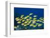 Medium Shoal or School of Blue Striped Snapper (Lutjanus Kasmira)-Mark Doherty-Framed Photographic Print