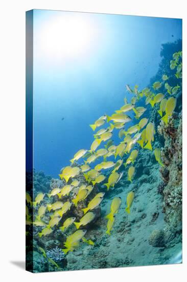 Medium Shoal or School of Blue Striped Snapper, Naama Bay, Off Sharm El Sheikh, Egypt-Mark Doherty-Stretched Canvas