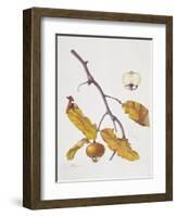 Medlar, 1995-Margaret Ann Eden-Framed Giclee Print