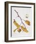 Medlar, 1995-Margaret Ann Eden-Framed Giclee Print