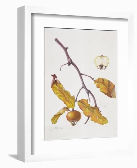 Medlar, 1995-Margaret Ann Eden-Framed Giclee Print