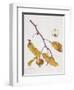 Medlar, 1995-Margaret Ann Eden-Framed Giclee Print