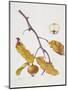 Medlar, 1995-Margaret Ann Eden-Mounted Giclee Print