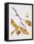 Medlar, 1995-Margaret Ann Eden-Framed Stretched Canvas