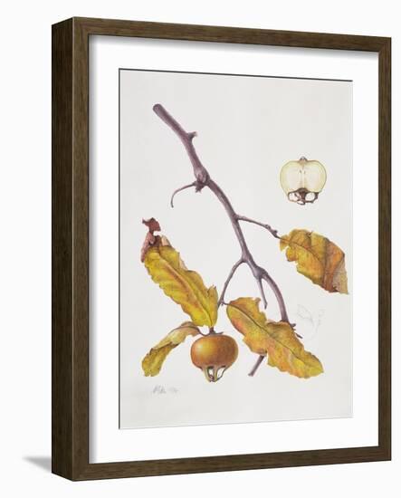 Medlar, 1995-Margaret Ann Eden-Framed Giclee Print