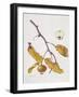 Medlar, 1995-Margaret Ann Eden-Framed Giclee Print