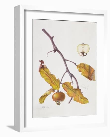 Medlar, 1995-Margaret Ann Eden-Framed Giclee Print