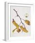 Medlar, 1995-Margaret Ann Eden-Framed Giclee Print