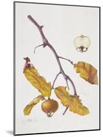 Medlar, 1995-Margaret Ann Eden-Mounted Giclee Print