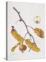 Medlar, 1995-Margaret Ann Eden-Stretched Canvas