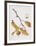 Medlar, 1995-Margaret Ann Eden-Framed Giclee Print