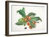 Medlar and Fruit-Carlos Von Riefel-Framed Art Print