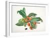 Medlar and Fruit-Carlos Von Riefel-Framed Art Print