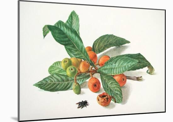 Medlar and Fruit-Carlos Von Riefel-Mounted Art Print