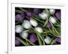 Medley of Beautiful Fresh White and Purple Tulips-Christian Slanec-Framed Photographic Print