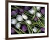 Medley of Beautiful Fresh White and Purple Tulips-Christian Slanec-Framed Photographic Print