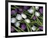 Medley of Beautiful Fresh White and Purple Tulips-Christian Slanec-Framed Photographic Print