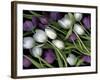 Medley of Beautiful Fresh White and Purple Tulips-Christian Slanec-Framed Photographic Print