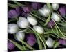 Medley of Beautiful Fresh White and Purple Tulips-Christian Slanec-Mounted Photographic Print