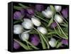 Medley of Beautiful Fresh White and Purple Tulips-Christian Slanec-Framed Stretched Canvas