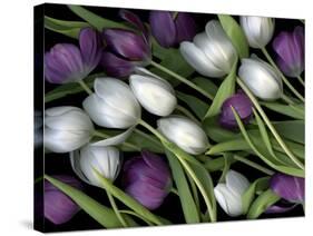 Medley of Beautiful Fresh White and Purple Tulips-Christian Slanec-Stretched Canvas