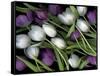 Medley of Beautiful Fresh White and Purple Tulips-Christian Slanec-Framed Stretched Canvas