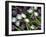 Medley of Beautiful Fresh White and Purple Tulips-Christian Slanec-Framed Photographic Print