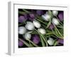 Medley of Beautiful Fresh White and Purple Tulips-Christian Slanec-Framed Photographic Print