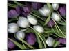 Medley of Beautiful Fresh White and Purple Tulips-Christian Slanec-Mounted Photographic Print