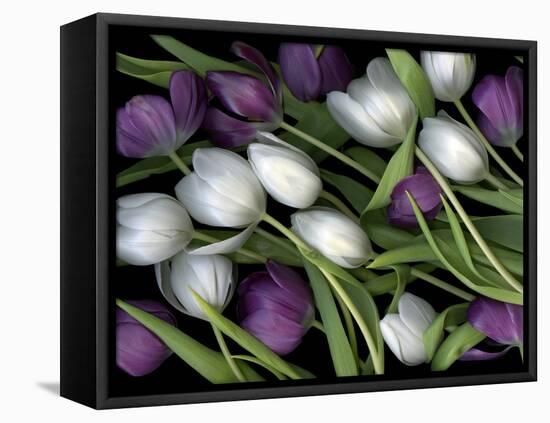 Medley of Beautiful Fresh White and Purple Tulips-Christian Slanec-Framed Stretched Canvas