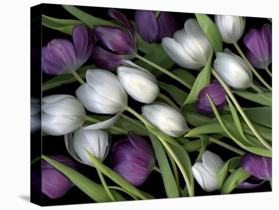 Medley of Beautiful Fresh White and Purple Tulips-Christian Slanec-Stretched Canvas