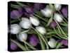 Medley of Beautiful Fresh White and Purple Tulips-Christian Slanec-Stretched Canvas
