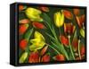 Medley of Colorful Tulips Isolated-Christian Slanec-Framed Stretched Canvas