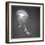 Medusa 1-Moises Levy-Framed Photographic Print