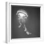 Medusa 1-Moises Levy-Framed Photographic Print