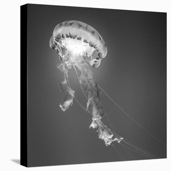 Medusa 1-Moises Levy-Stretched Canvas