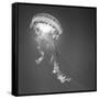 Medusa 1-Moises Levy-Framed Stretched Canvas