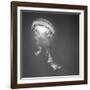 Medusa 1-Moises Levy-Framed Photographic Print