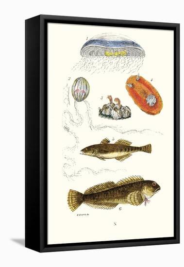 Medusa Jellyfish, Acorn Barnacle, Sea Slug, Spotted Goby-James Sowerby-Framed Stretched Canvas