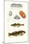 Medusa Jellyfish, Acorn Barnacle, Sea Slug, Spotted Goby-James Sowerby-Mounted Art Print