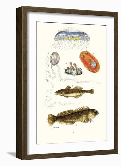 Medusa Jellyfish, Acorn Barnacle, Sea Slug, Spotted Goby-James Sowerby-Framed Art Print