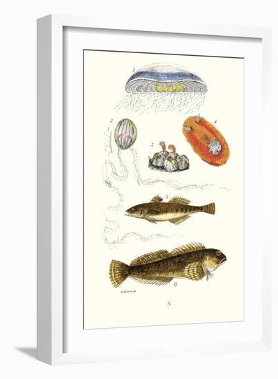 Medusa Jellyfish, Acorn Barnacle, Sea Slug, Spotted Goby-James Sowerby-Framed Art Print